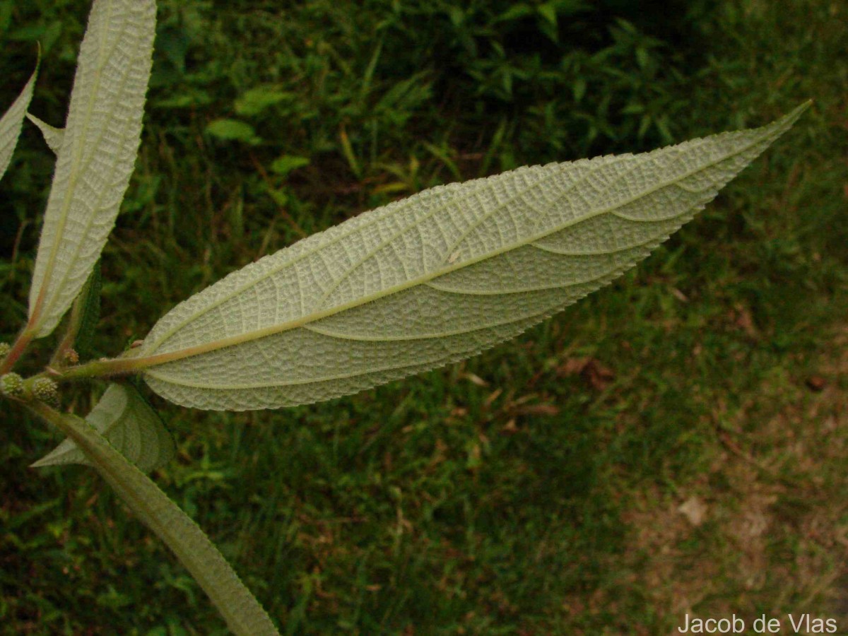 Debregeasia longifolia (Burm.f.) Wedd.